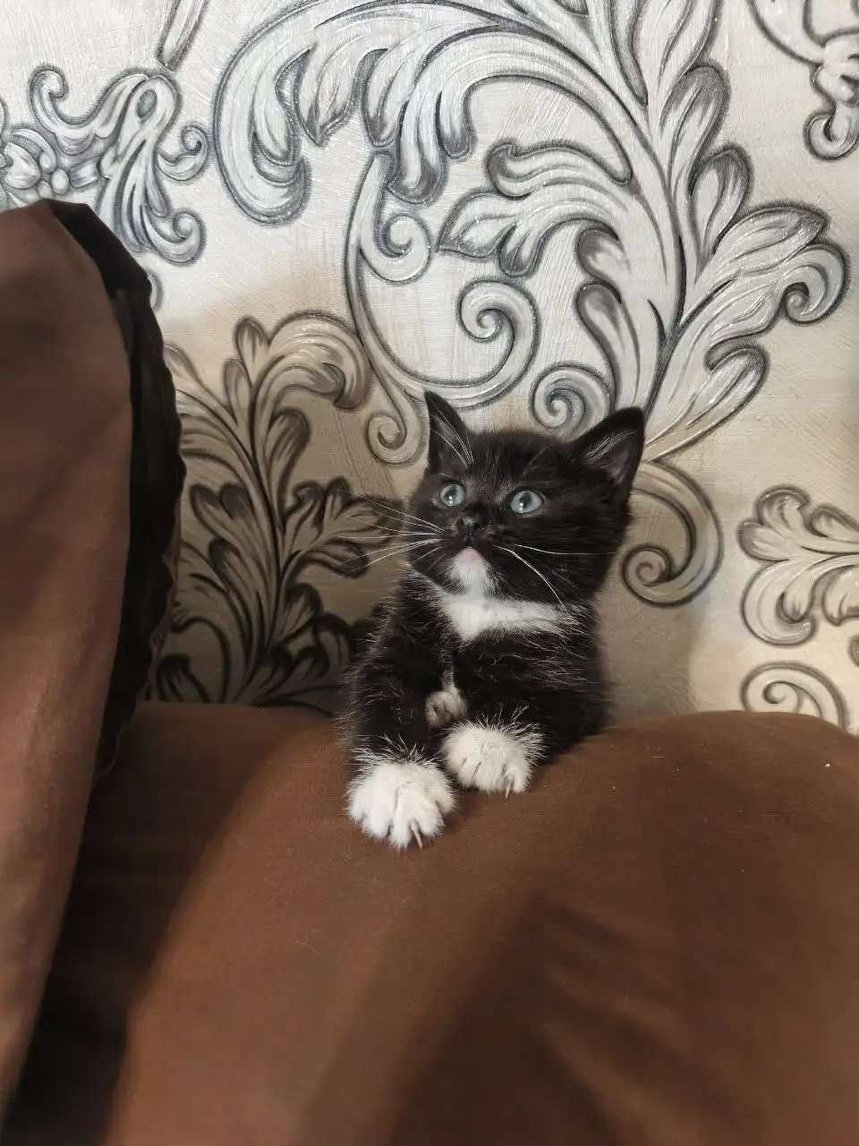 Отдам в добрые руки котят - Животные в Заречный