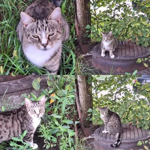 Котик в добрые руки - Корма для животных в Пенза