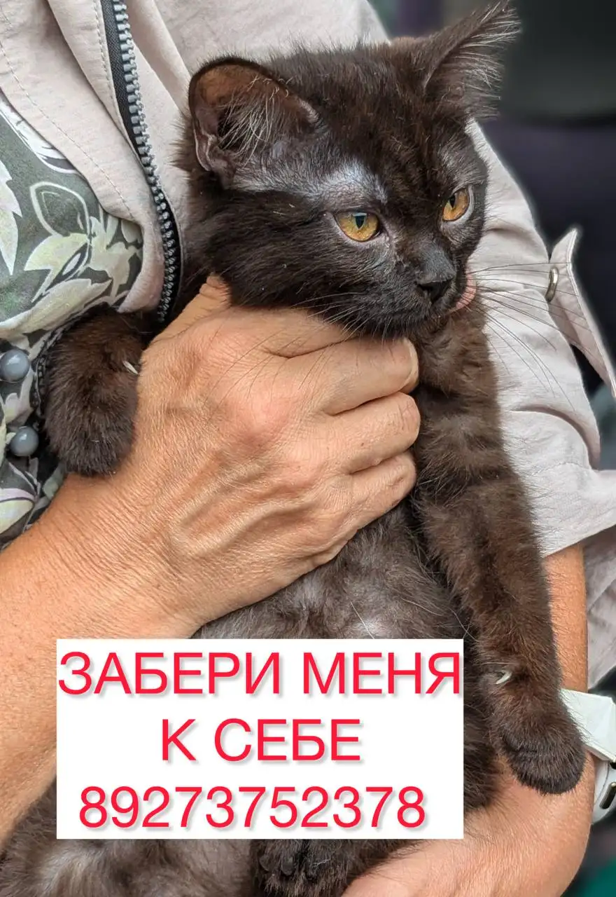 Шоколадный котенок ищет дом - Кошки (Животные) в Заречный