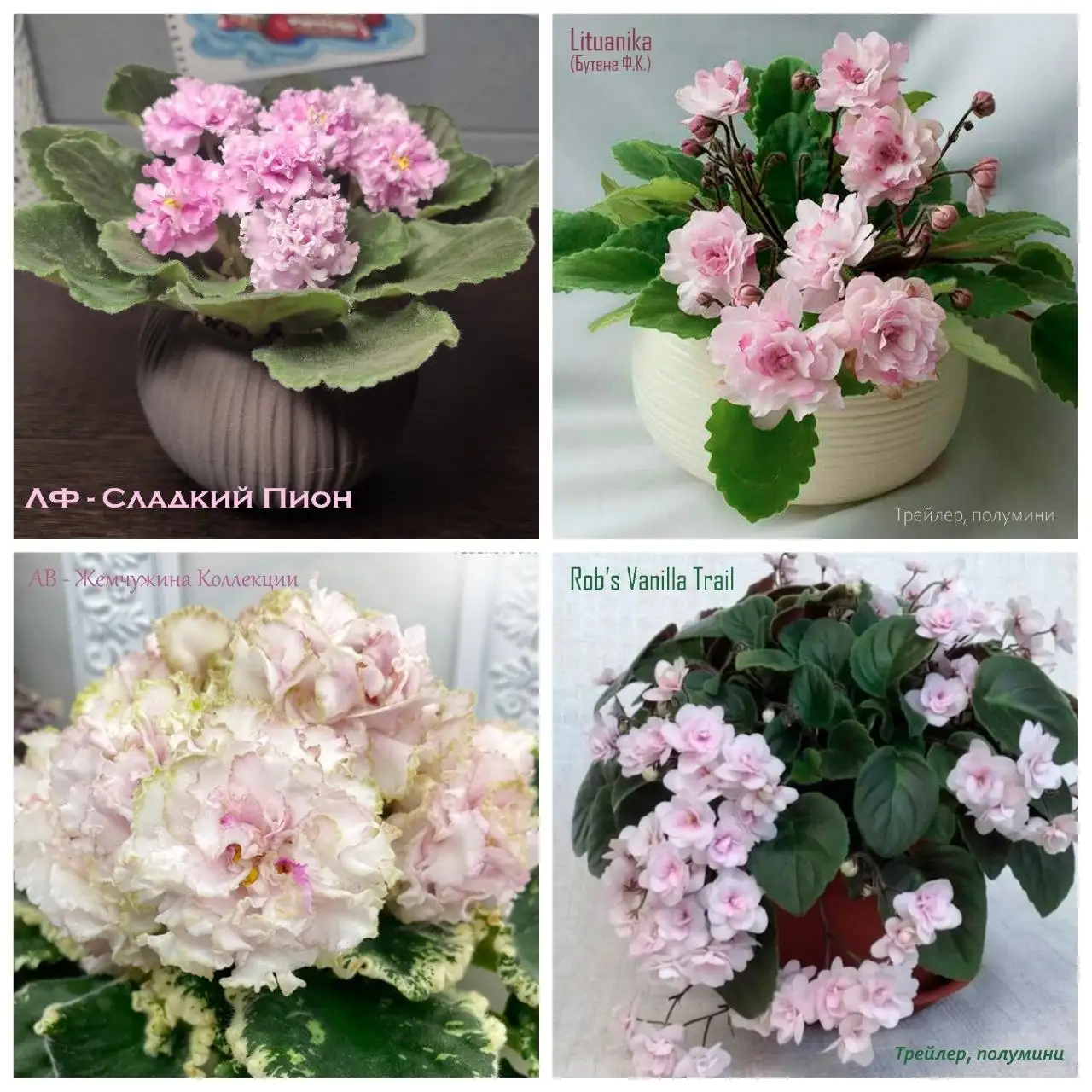 Продам детки сортовых фиалок - Растения (Хобби и отдых) в Заречный