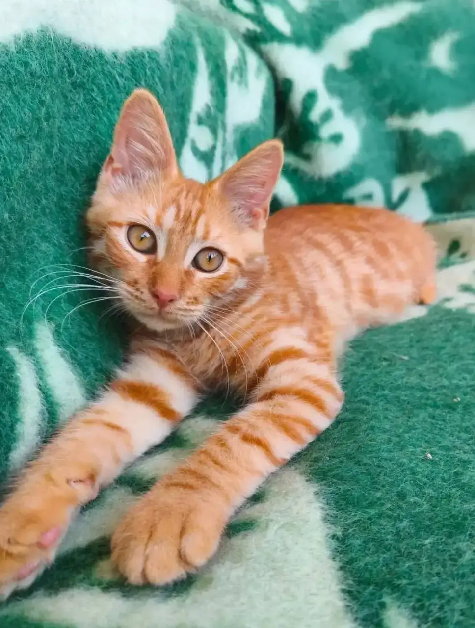 Золотой котенок ищет дом - Кошки, котята (Животные) в Заречный