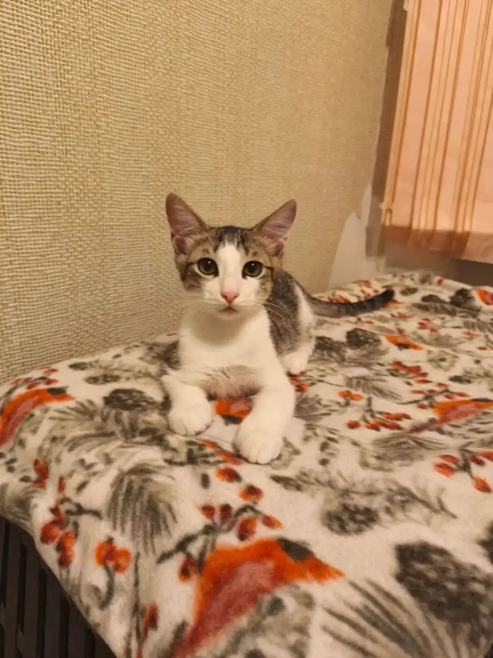 Котенок Митя ищет дом - Кошки (Животные) в Заречный