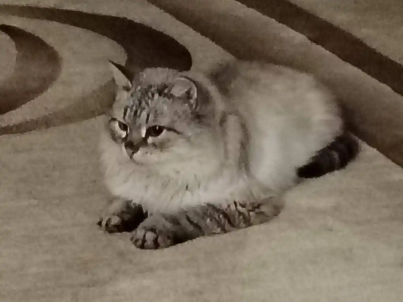 Кот Серёга ищет дом - частное объявление в Заречный-Пенза