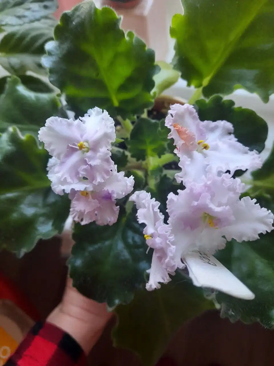 Сортовая фиалочка Фея