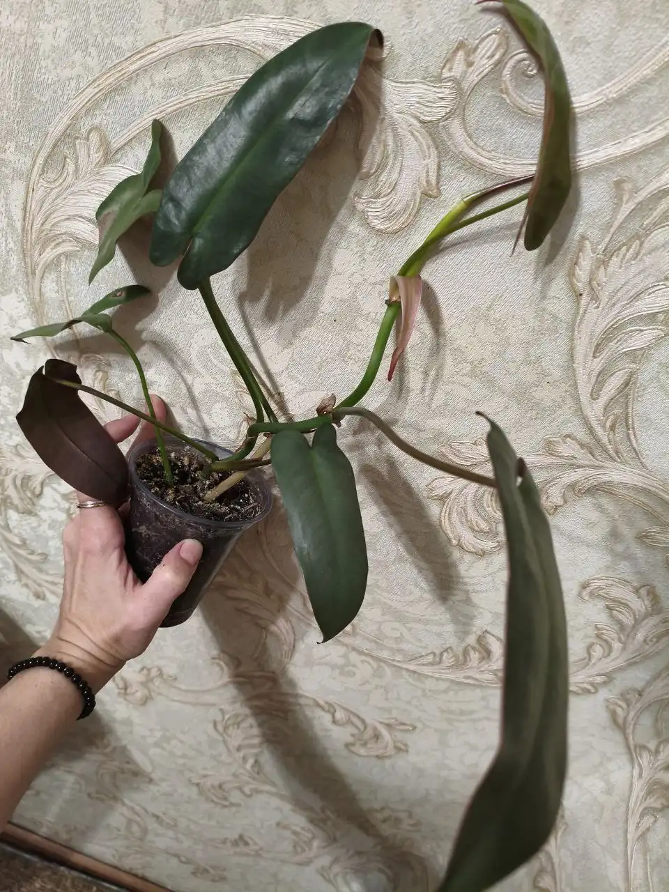 Продажа филодендрона Санта Леопольдина с деткой