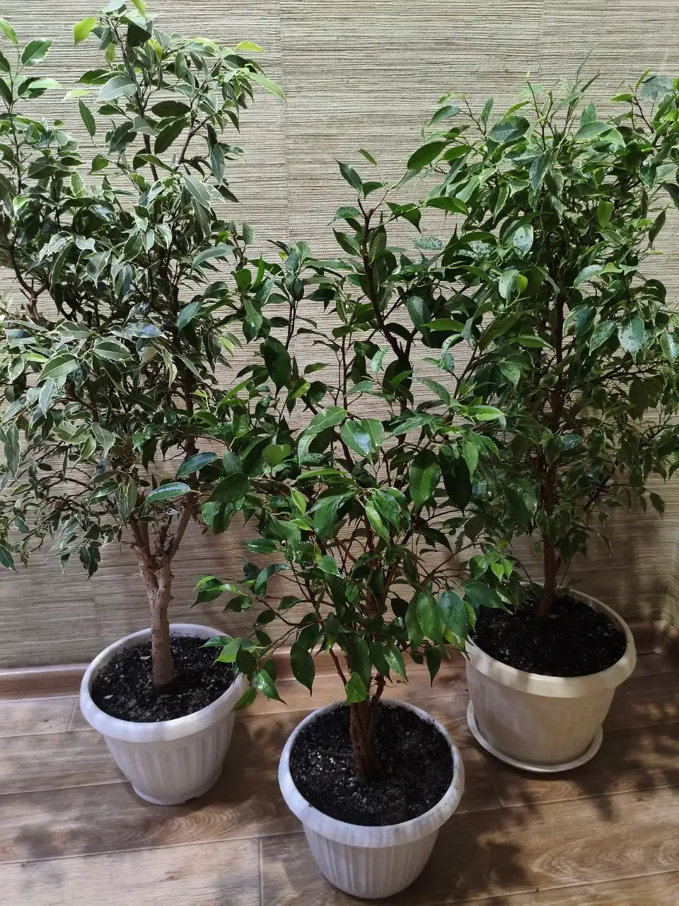 Взрослые фикусы для дома