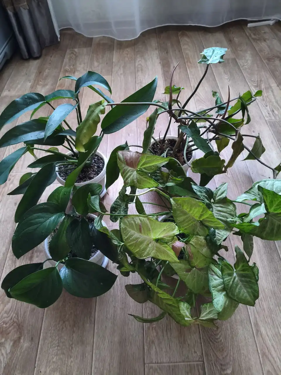 Продажа комнатных растений: филодендрон, монстера, сингониумы