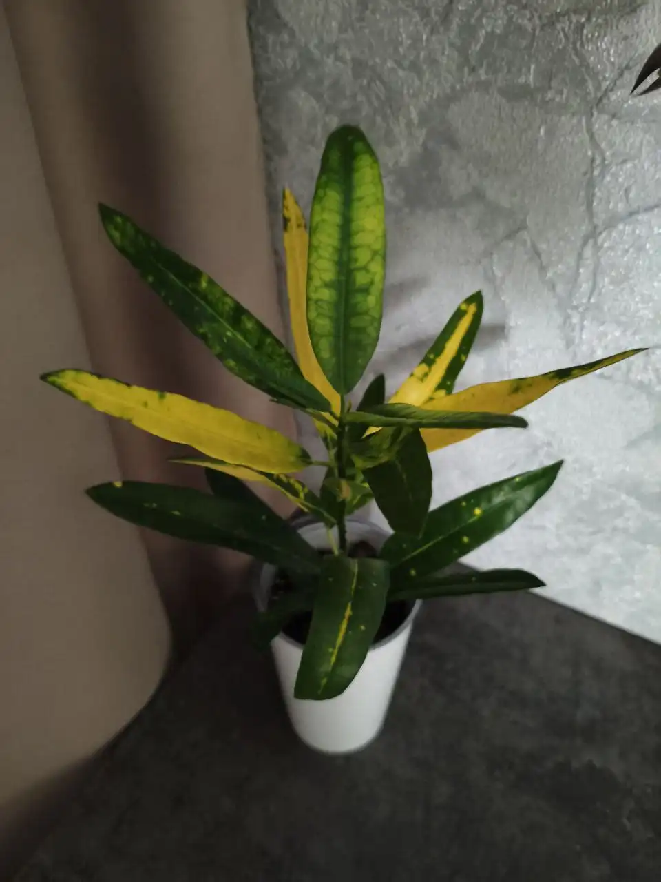 Кротон комнатное растение