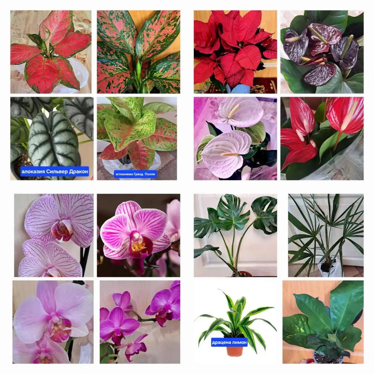 Продажа комнатных растений