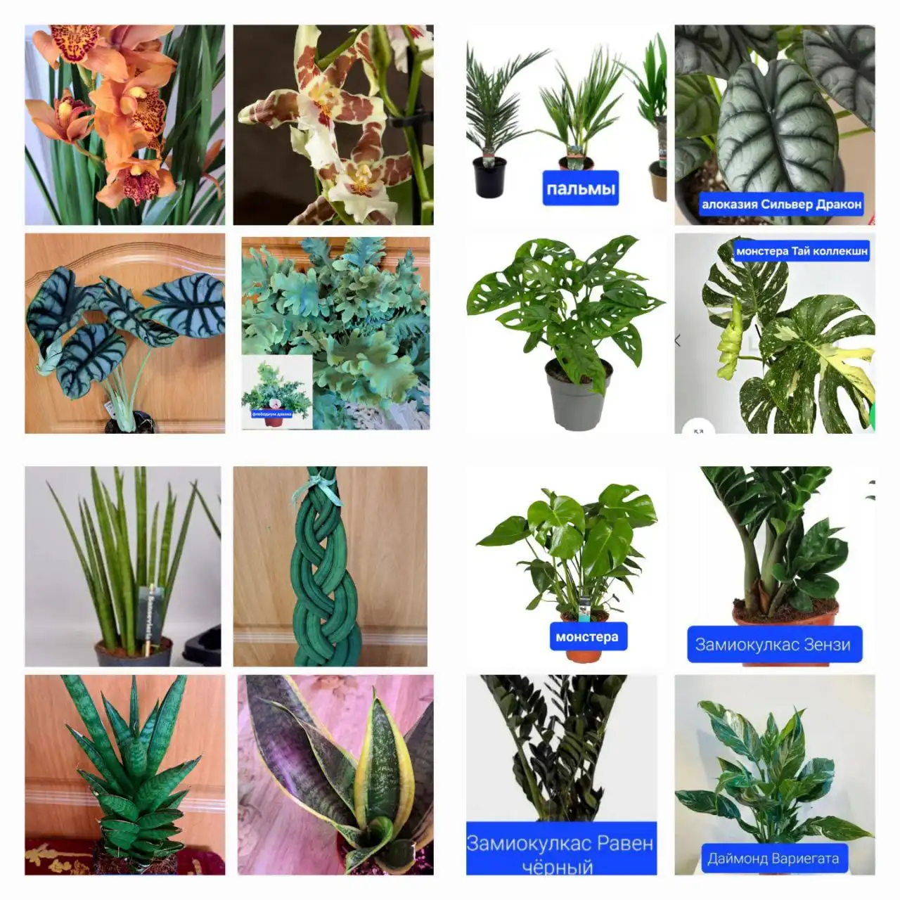 Продажа комнатных растений