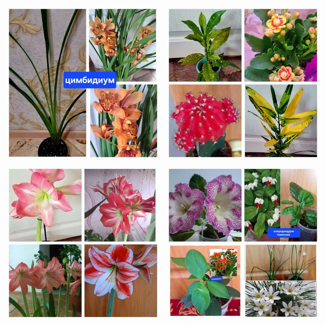 Продажа комнатных растений