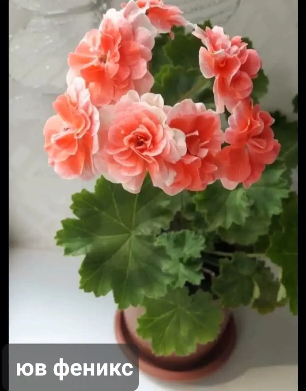 Продажа черенка фиалки ЮВ Феникс