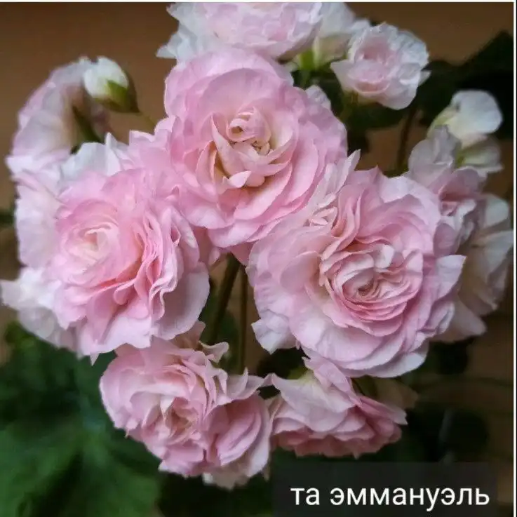 Продам пеларгонию Эммануэль