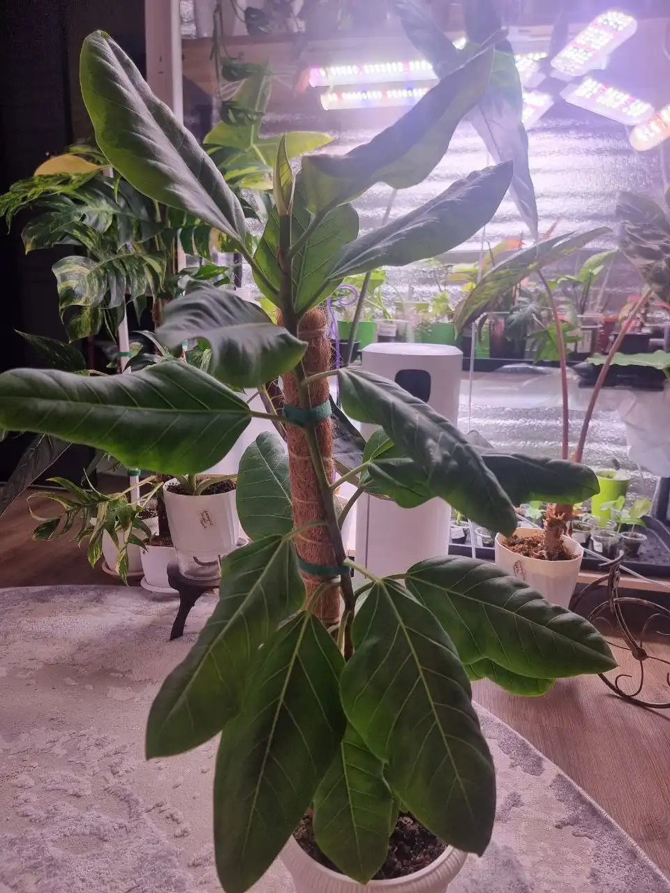 Фикус Бенгальский тигр 60 см с горшком и опорой