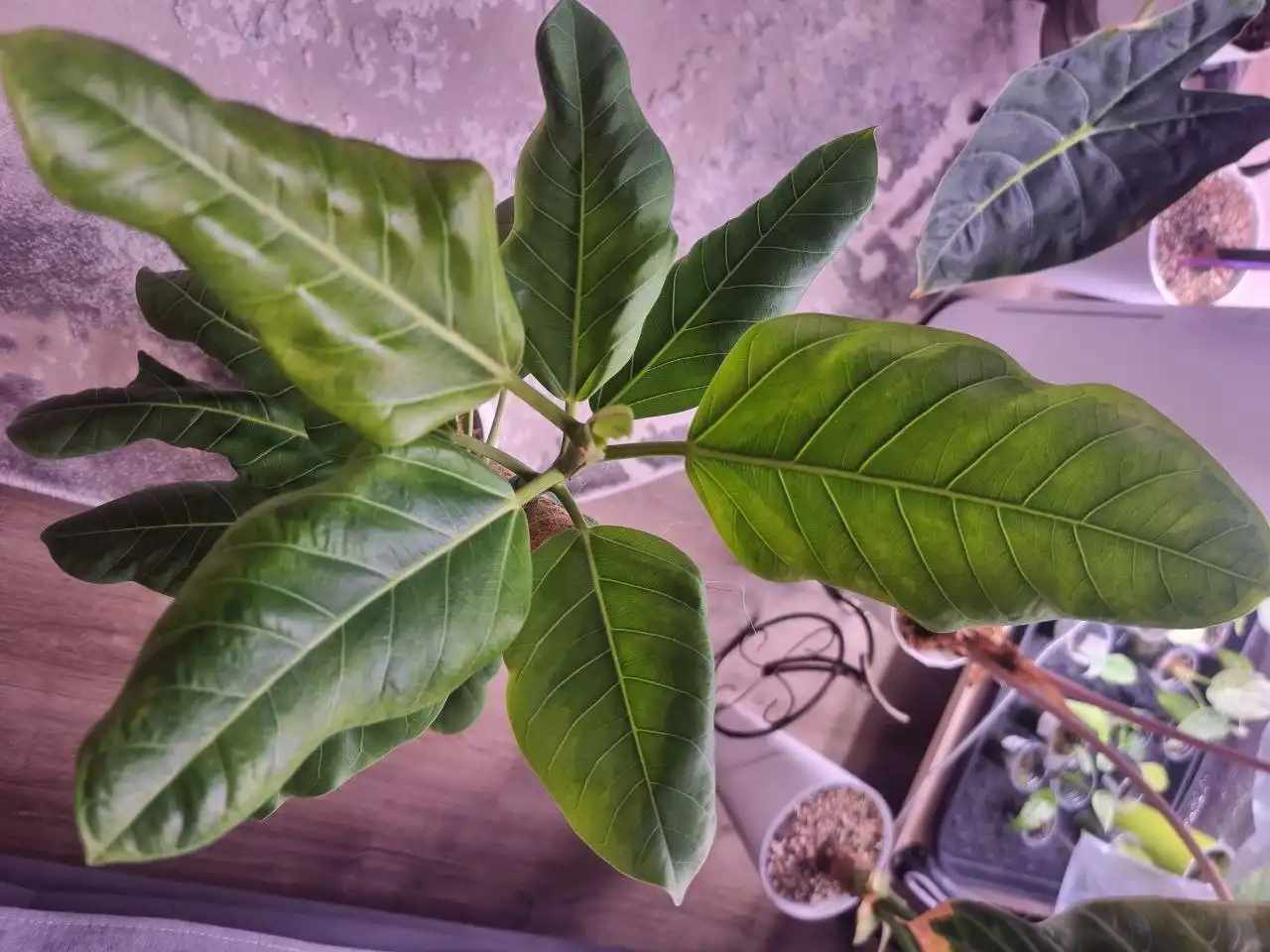 Фикус Бенгальский тигр 60 см с горшком и опорой