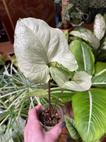 Сингониум Болд Тетра - Хобби и отдых в Красноярск