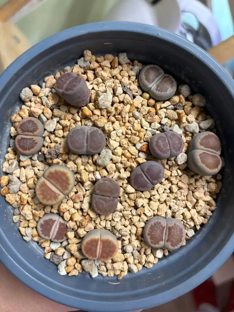 Продажа литопсов в Красноярске - Хобби и отдых в Красноярск