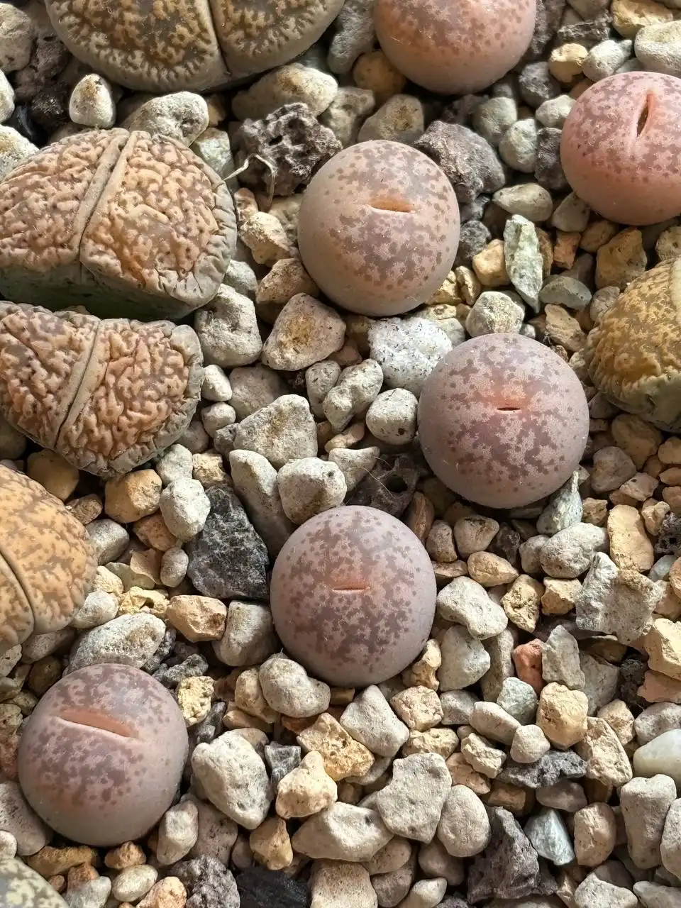 Продажа литопсов в Красноярске