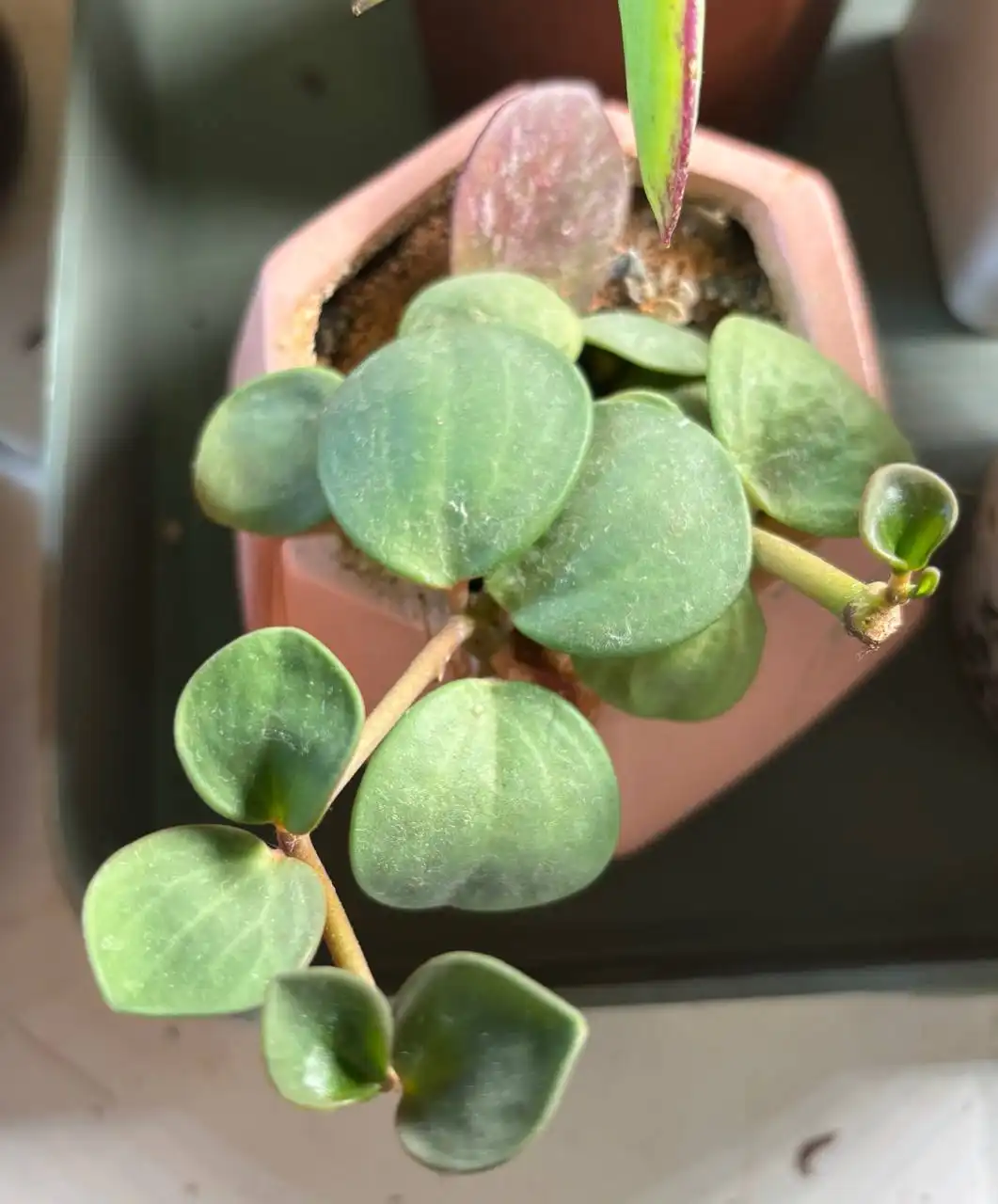 Продажа пеперомии хоуп