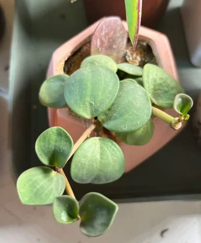 Продажа пеперомии хоуп - Хобби и отдых в Красноярск