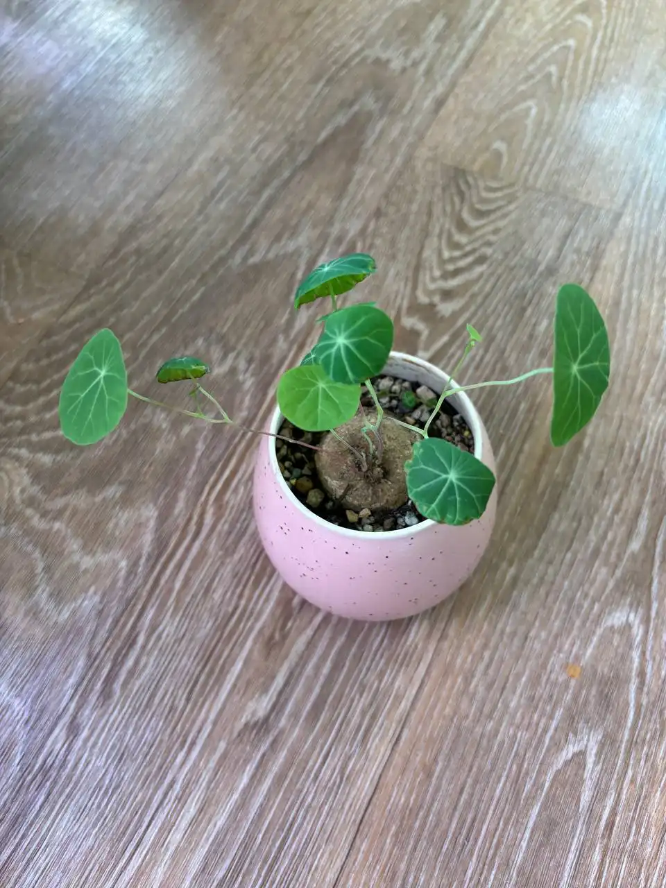 Стефания цефаланта в керамическом горшочке