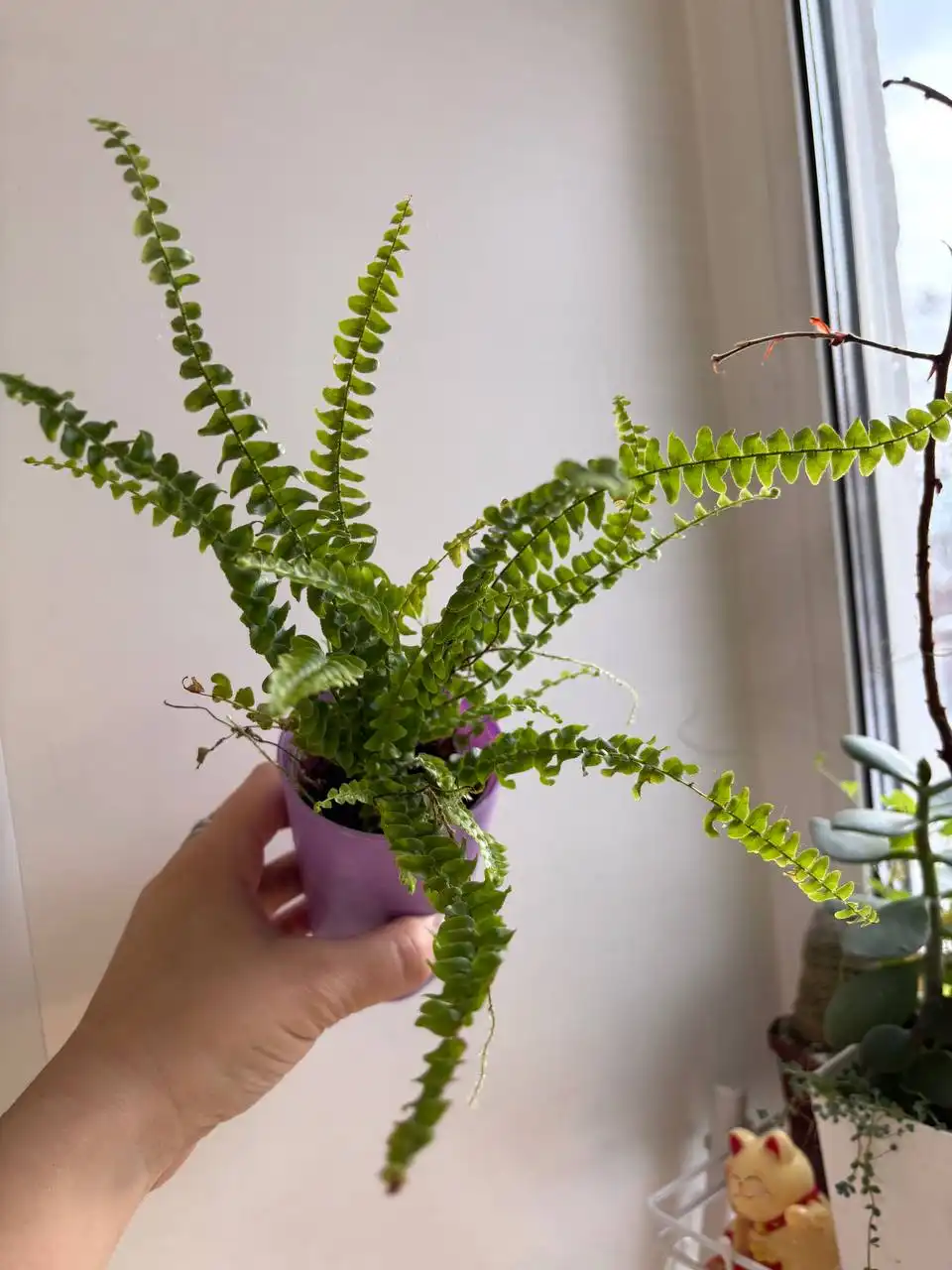 Папоротник комнатный