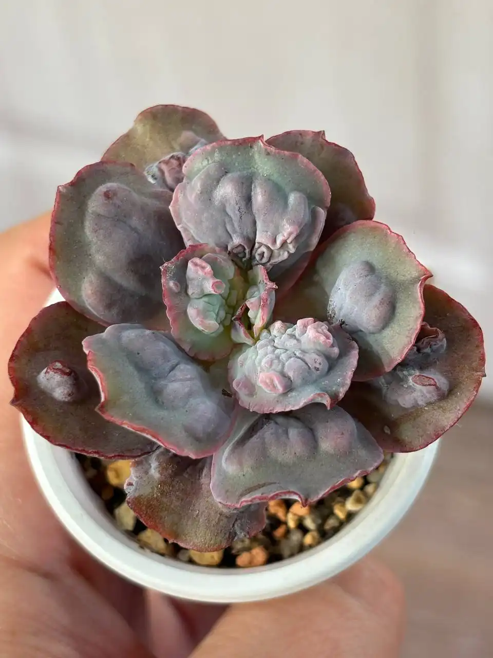 Эхеверия лингуас