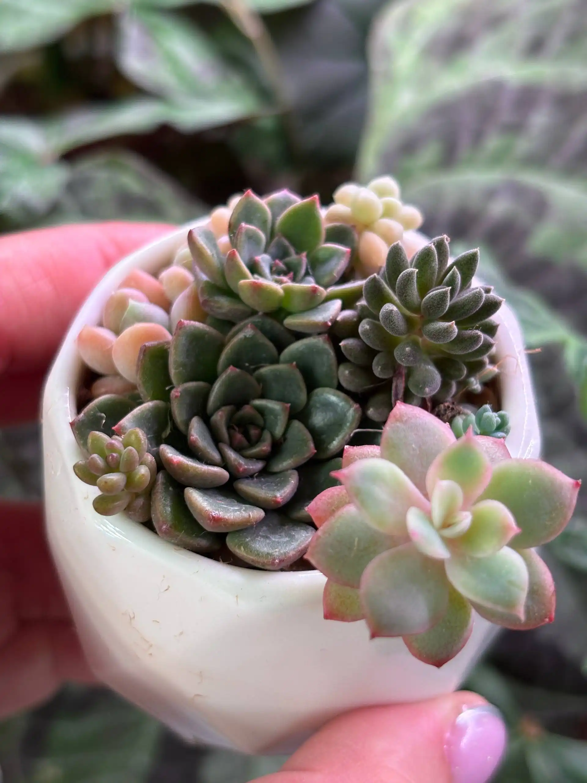 Садики из суккулентов