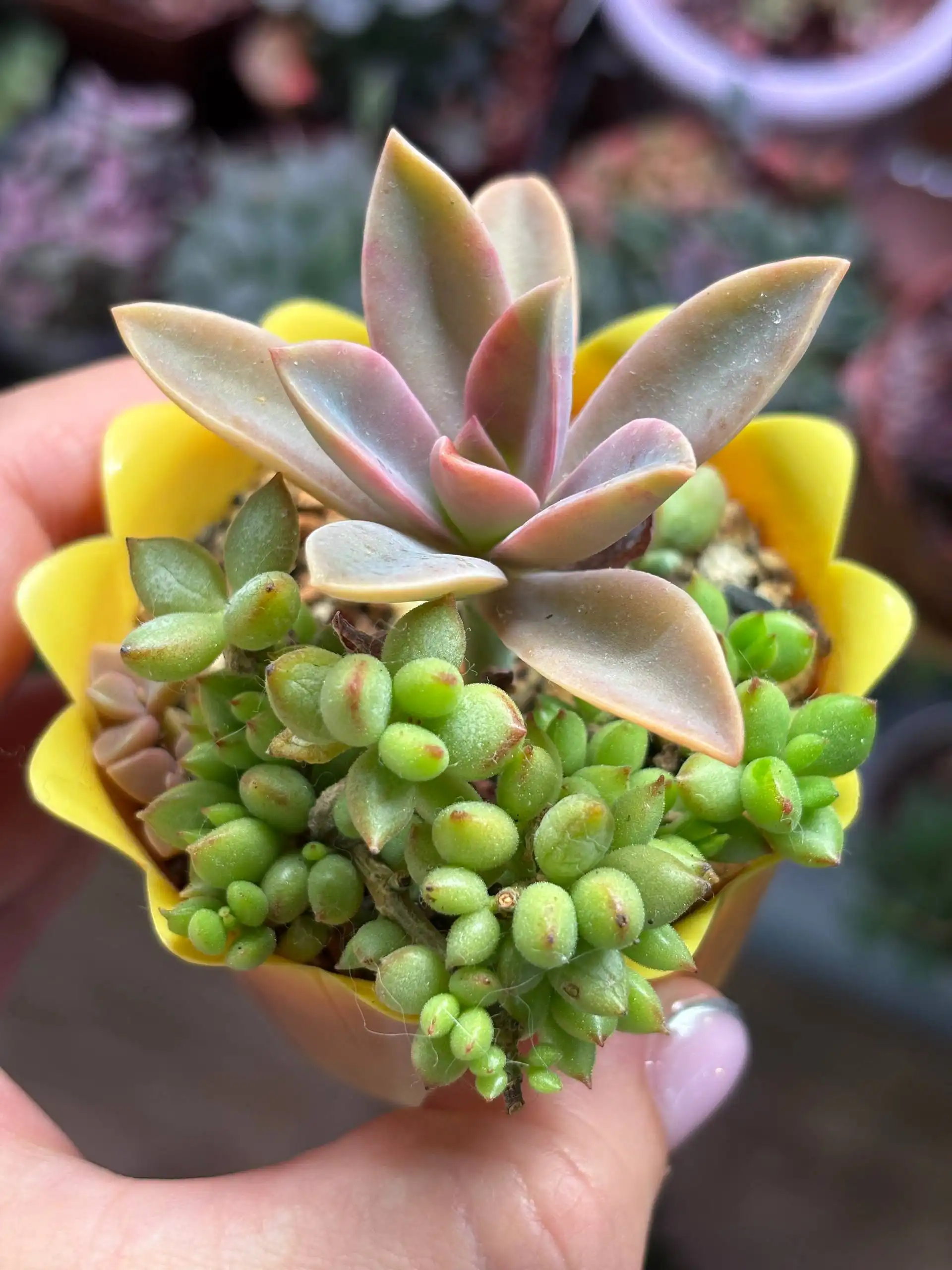 Садики из суккулентов