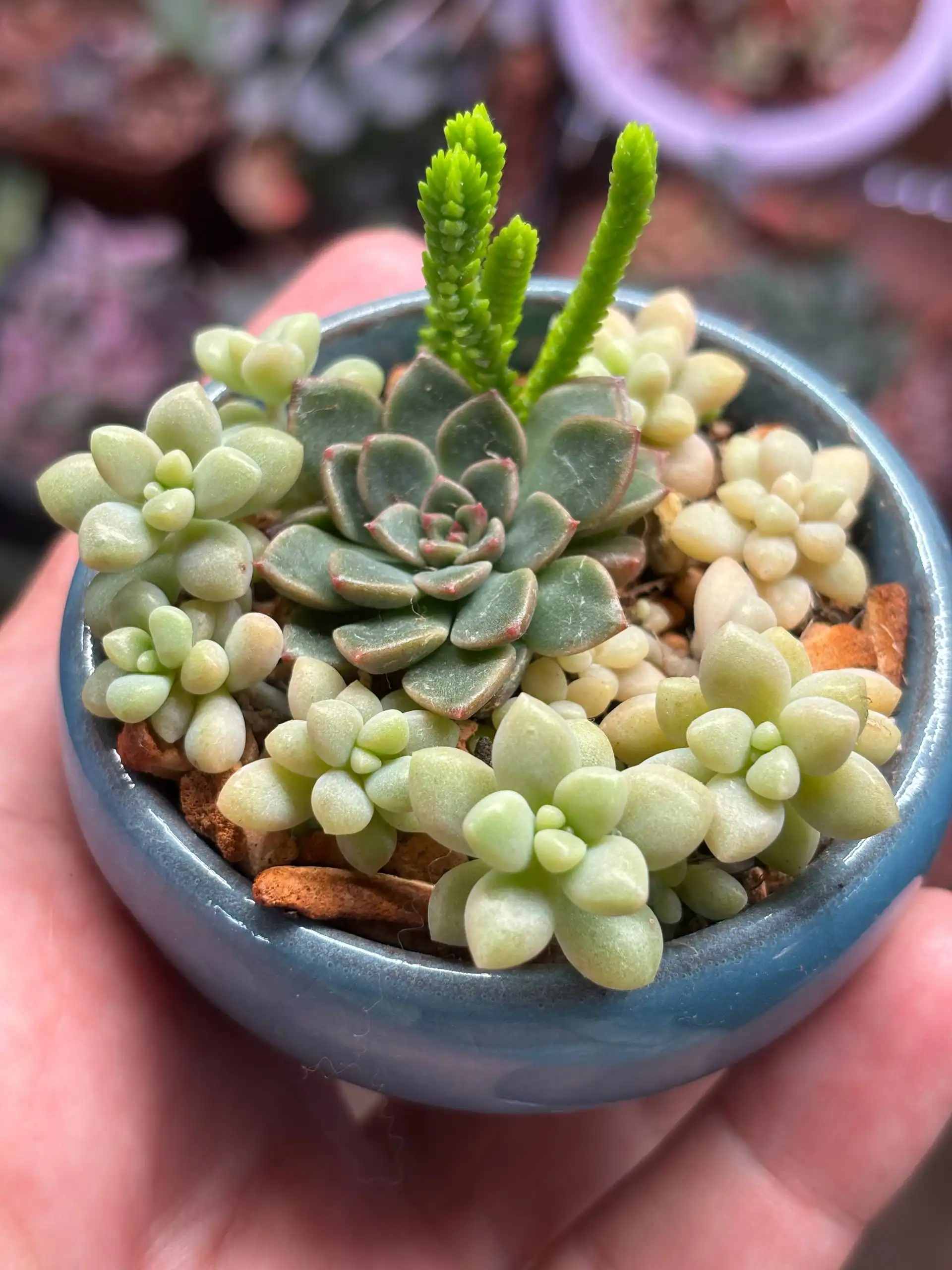 Садики из суккулентов