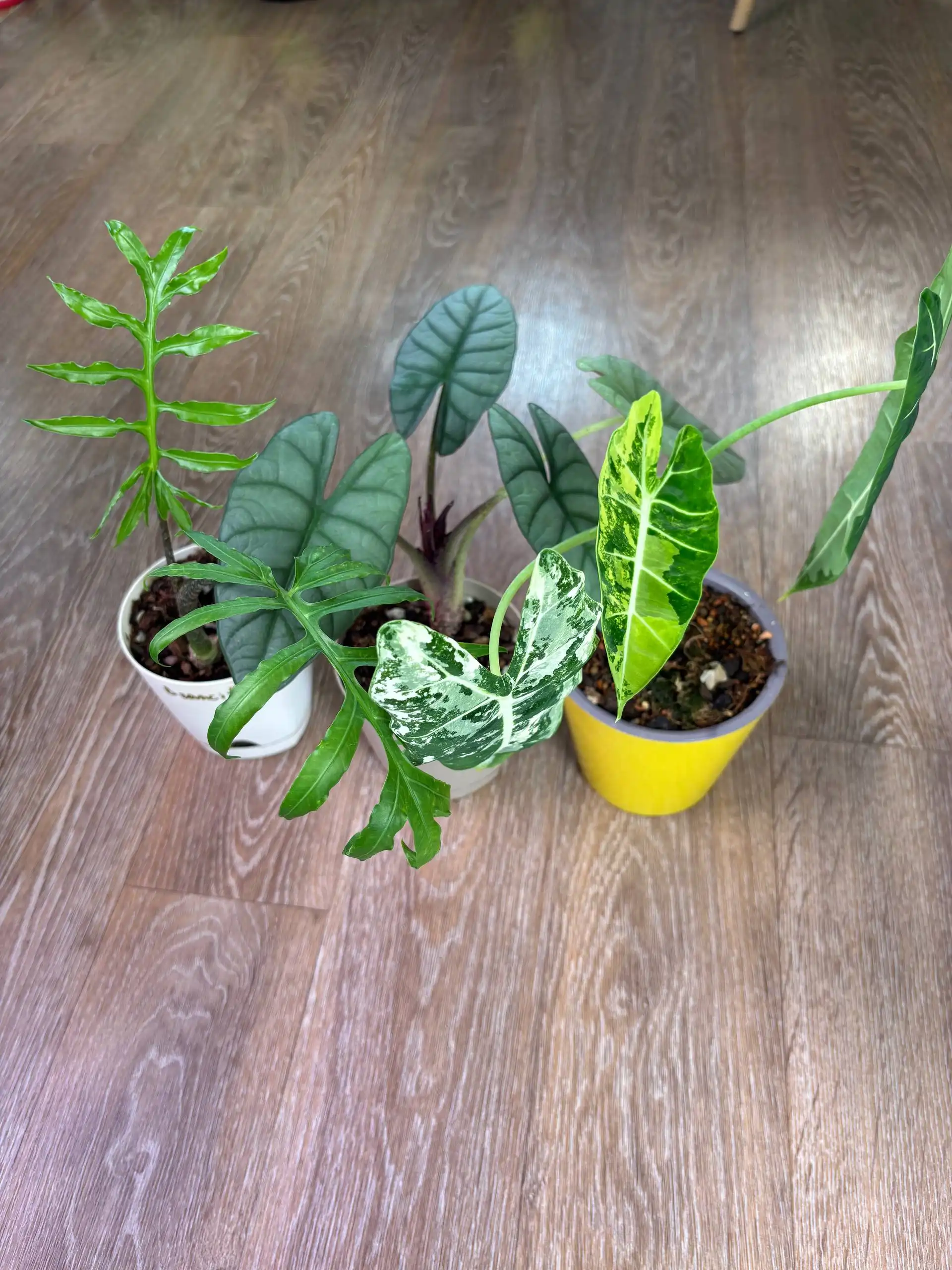 Продажа алоказий в горшках