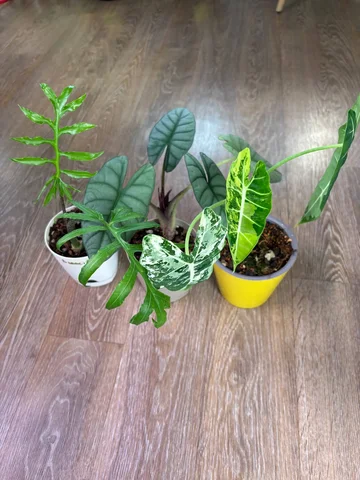 Продажа алоказий в горшках - Хобби и отдых в Красноярск