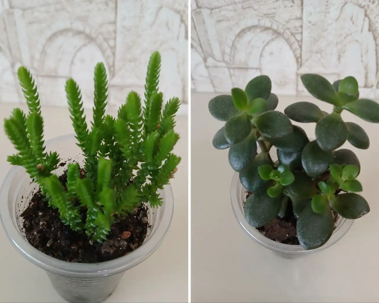 Крассула плауновидная и крассула Минима