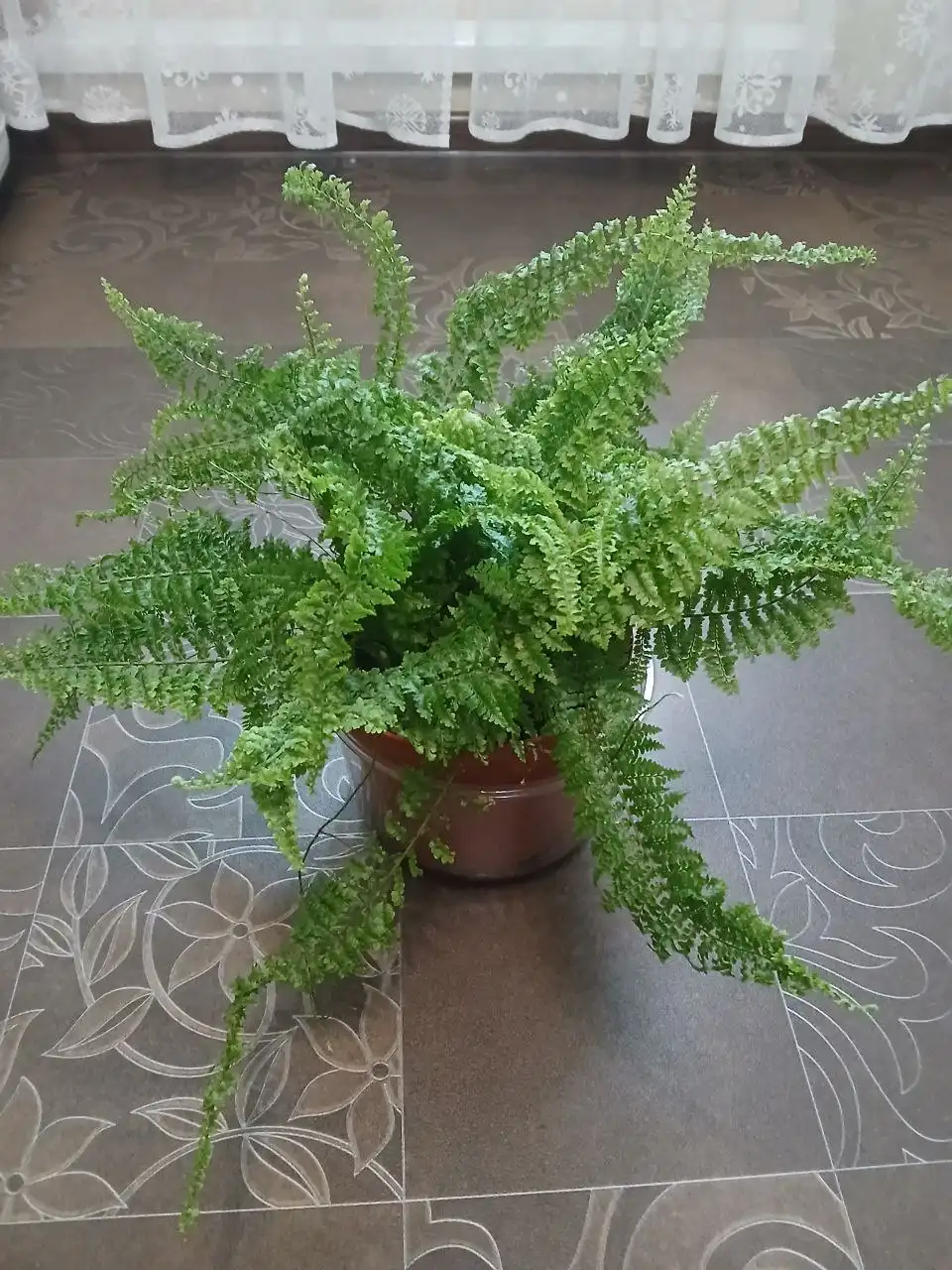 Взрослый папоротник Витале