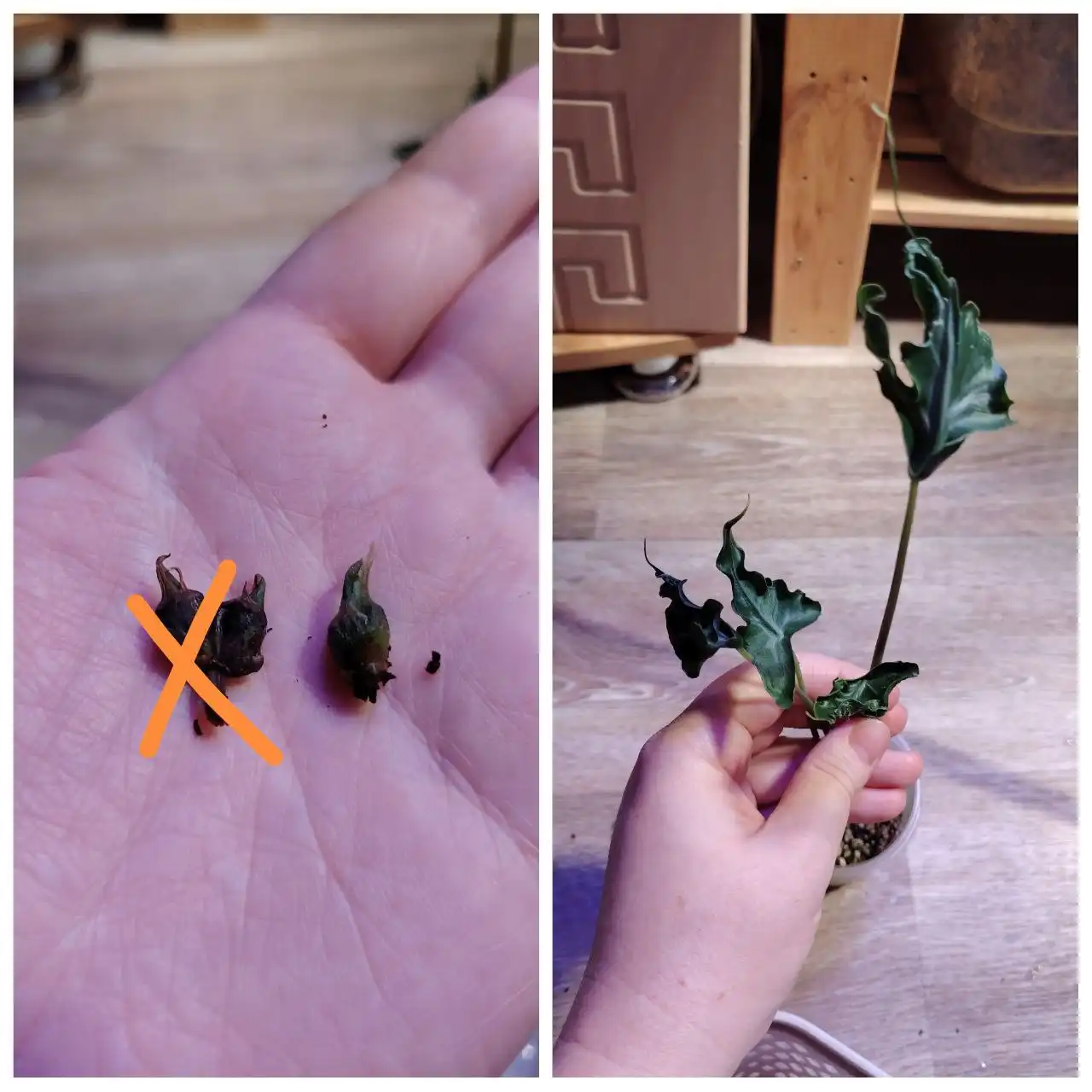 Клубень алоказии телетуби (телепузик)