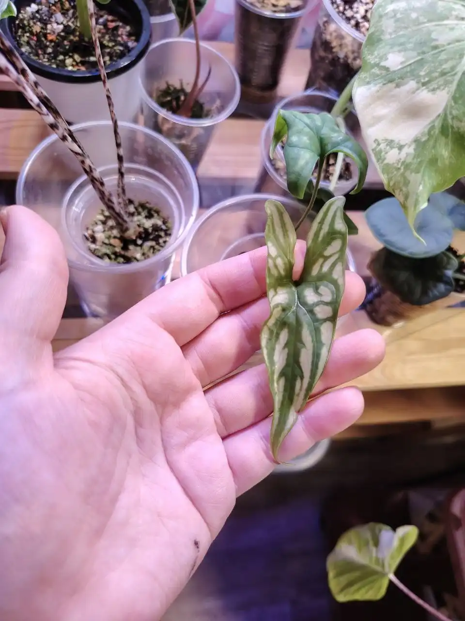 Ректофилум детка