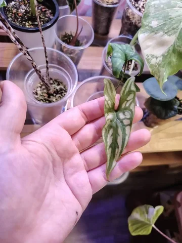 Ректофилум детка - Хобби и отдых в Красноярск