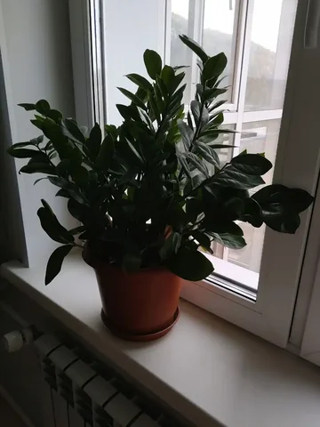 Замиокулькас в горшке 5 л - Хобби и отдых в Красноярск