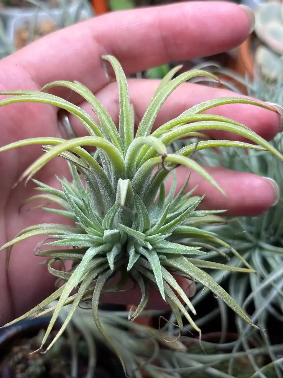 Комнатные растения в Красноярске