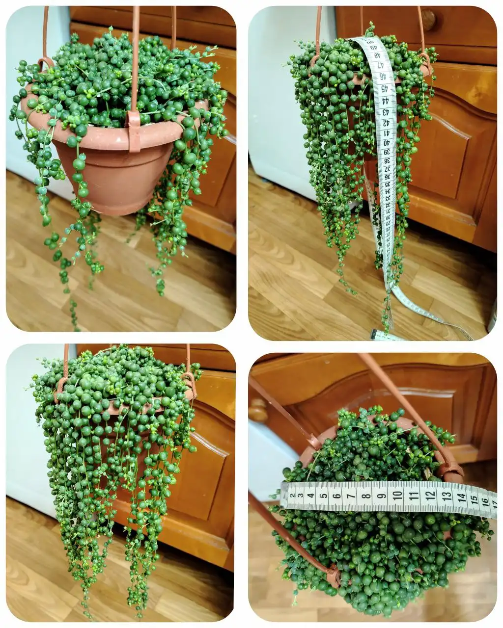 Крестовник Роули разогнанный в рост