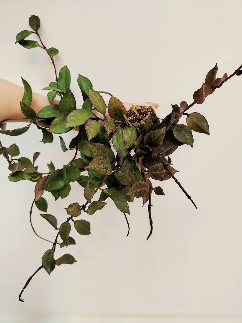 Хойя Санрайс - комнатное растение