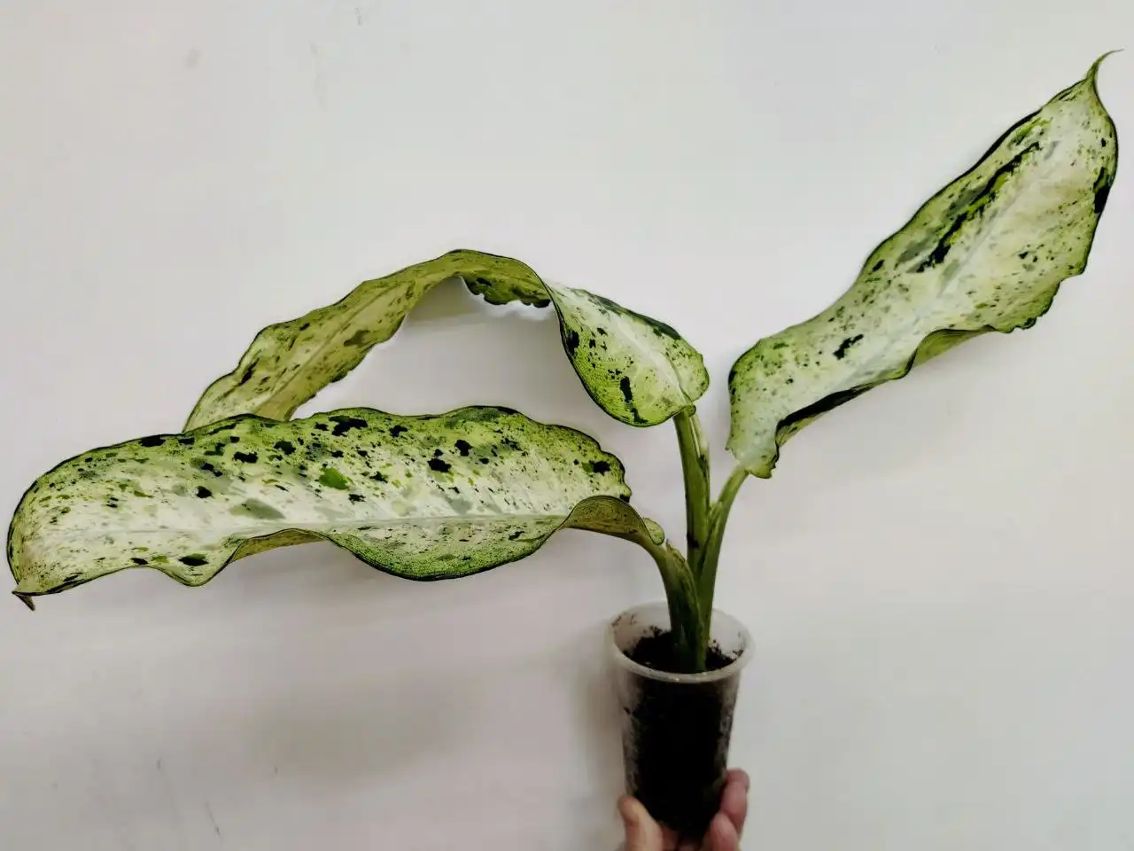 Диффенбахия Камуфляж, Снежный шторм детка