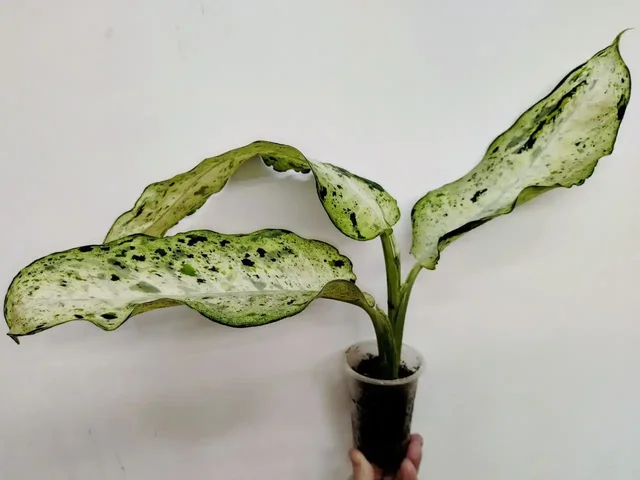 Диффенбахия Камуфляж, Снежный шторм детка - частное объявление в Сосновоборск