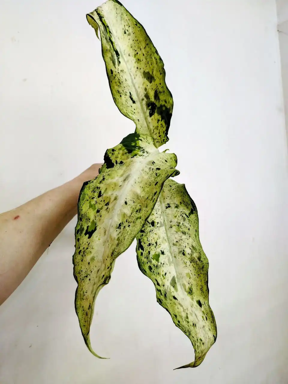 Диффенбахия Камуфляж, Снежный шторм детка