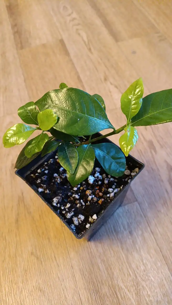 Комнатное растение Гардения