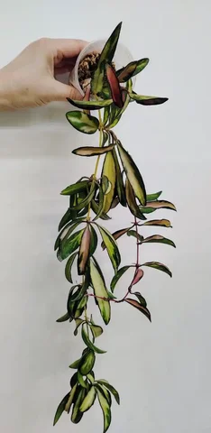 Продажа комнатного растения Хойя Вайетти - частное объявление в Сосновоборск