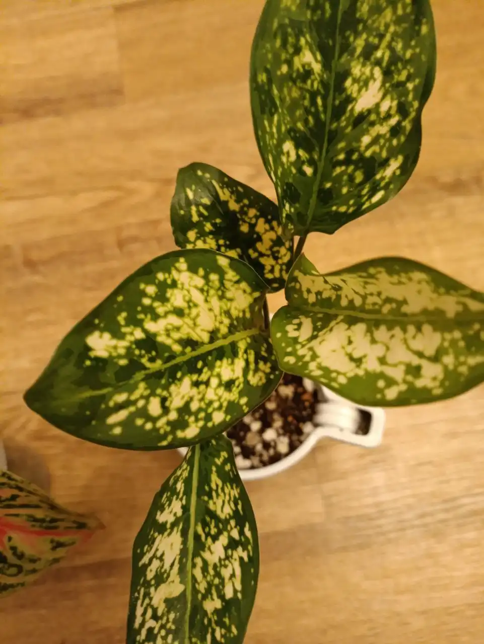 Аглаонема - комнатное растение