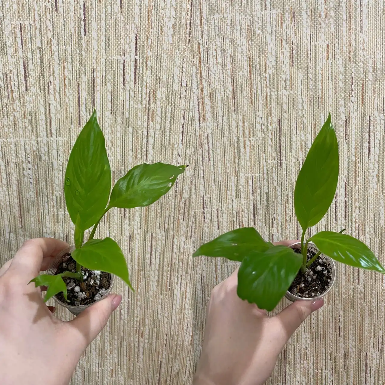 Детки Спатифиллума неон, Индонезия