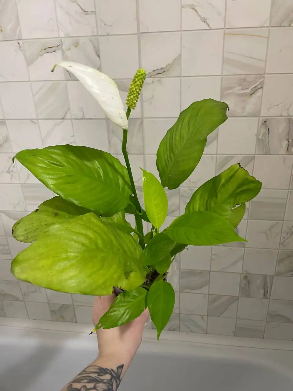 Детки Спатифиллума неон, Индонезия