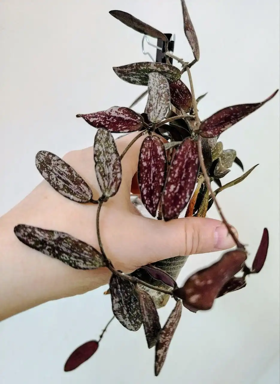 Хойя Сигилатис укоренившиеся черенки